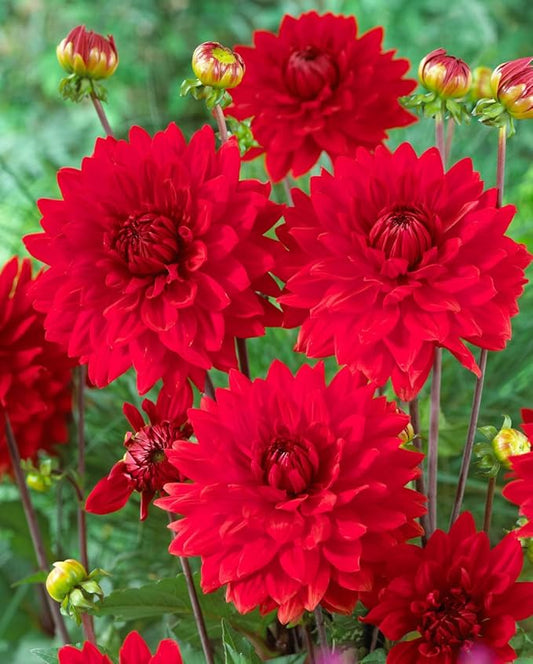 Garden Wonder Dahlia Bulbs - Stunning Dahlia Blooms, Large Flowering Dahlia Bulbs | Perennial Flower, Prefect for Cut, Easy to Grow, Attracts pollinators (6 Pack)