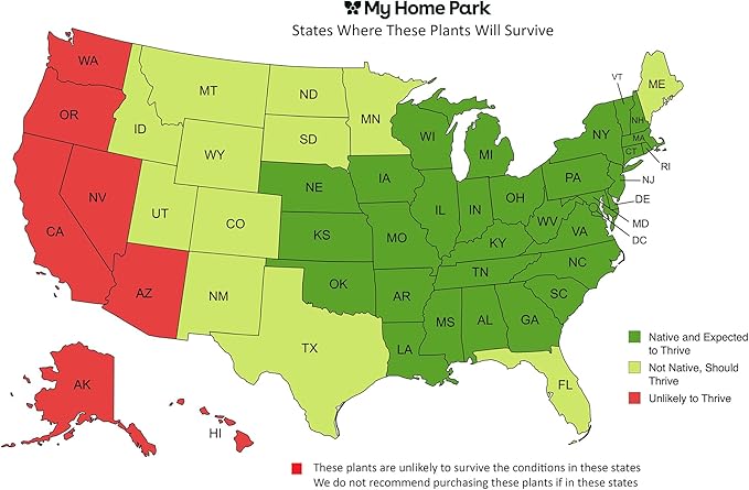 16 Live Outdoor Native Plants for Full Sun from My Home Park – Includes Aromatic Aster, Blue Mistflower, Butterfly Weed & Lanceleaf Coreopsis – Not Seeds – 4–8” Tall on Arrival – Easy to Grow
