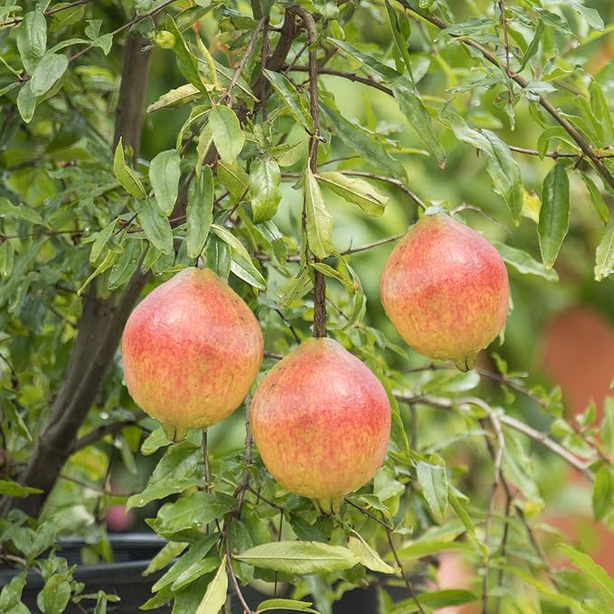 GURNEY'S - Dwarf Pomegranate Starter Fruit Tree, Grown in a 4 inch Pot, 1 Plant per Offer