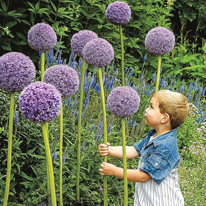BRECK'S - Gladiator Allium Spring Flowering Bulbs - Each Offer Includes 5 dormant Bulbs - Due to restrictions Can't Ship to ID or WA