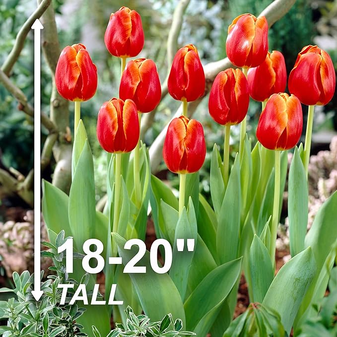 Garden State Bulb Triumph Verandi Tulip Flower Bulbs, 12/+ cm, Fall Planting (Bag of 50)