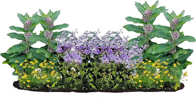 16 Outdoor Native Plants for Full Sun to Support Monarch Butterflies – Includes Common Milkweed, Lanceleaf Coreopsis, Blue Mistflower & Calico Aster – Not Seeds – 4–8” Tall on Arrival – Easy to Grow