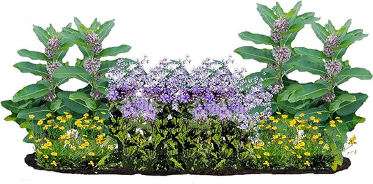 16 Outdoor Native Plants for Full Sun to Support Monarch Butterflies – Includes Common Milkweed, Lanceleaf Coreopsis, Blue Mistflower & Calico Aster – Not Seeds – 4–8” Tall on Arrival – Easy to Grow