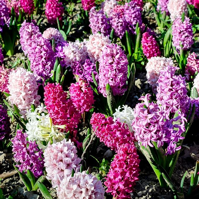 Complete Spring Flower Bulb Garden – Mixed Tulips, Daffodils & Hyacinths – 75 Bulk Bulbs for Colorful Spring Blooms – Easy Fall Planting - Plant in Gardens, Borders & Flowerbeds - Willard & May