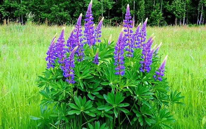 Seeds Blue Lupine King Canute Giant Tall Perennial Flowers Non GMO