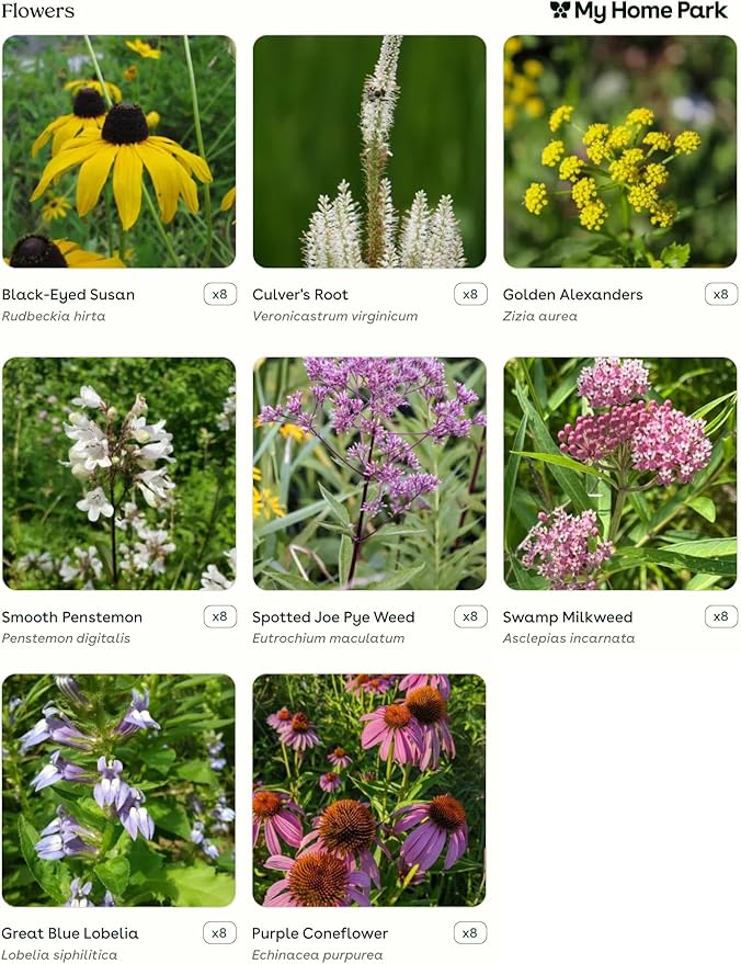 64 Outdoor Native Plants for Full Sun & Wet Ground – Includes Red Milkweed, Sweet Joe Pye Weed, Purple Coneflower & More – Not Seeds – 4–8” Tall on Arrival – Easy to Grow Perennials