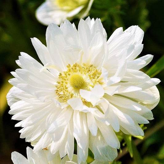 Easy to Grow Anemone Mount Everest - 20 Plant Bulbs, Double White Flowers in Spring Gardens Full Sun