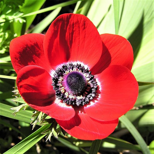 Easy to Grow Anemone His Excellency - 20 Plant Bulbs, Red Flowers with Dark Centers in Spring Full Sun
