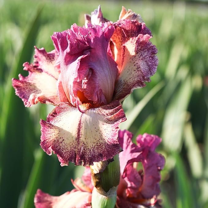 Easy to Grow Bearded Iris Rockstar - 9 Plant Bulbs Rhizomes, Maroon Purple & White Flowers in Spring to Fall, Full Sun Low Maintenance