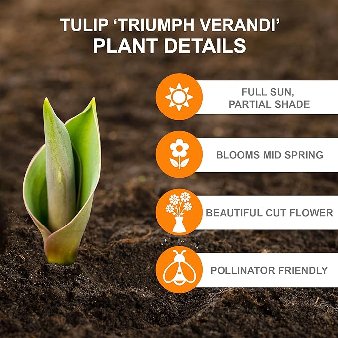 Garden State Bulb Triumph Verandi Tulip Flower Bulbs, 12/+ cm, Fall Planting (Bag of 50)