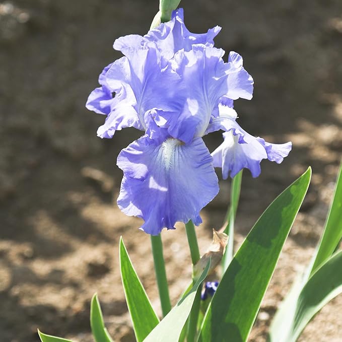 Easy to Grow Bearded Iris Victoria Falls - 3 Plant Bulbs Rhizomes, Lavender Blue & White Flowers in Spring to Fall, Full Sun Low Maintenance