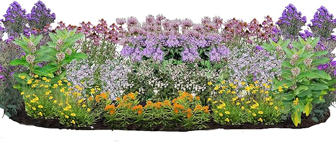 64 Live Outdoor Native Plants for Full Sun to Support Monarch Butterflies – Includes Purple Coneflower, Wild Bergamot, Butterfly Milkweed & More – Not Seeds – 4–8” Tall on Arrival – Easy to Grow