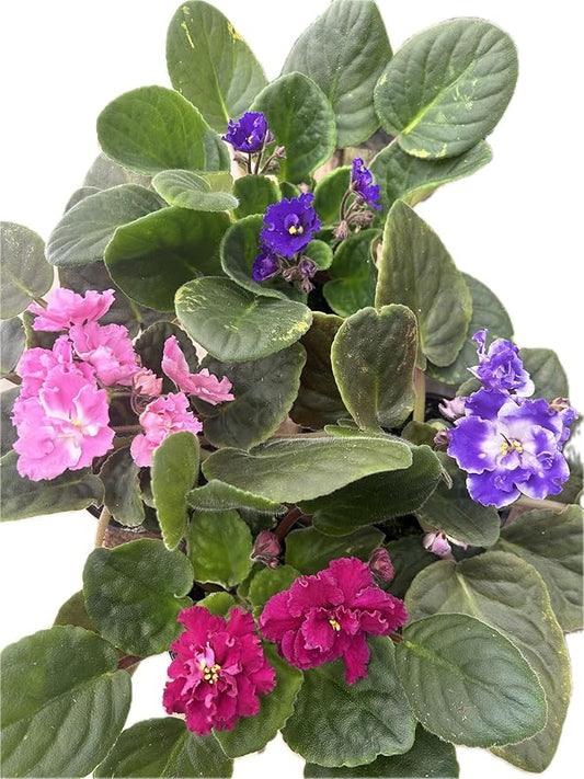 Four African Violet Plants-World's Best Blooming House Plant