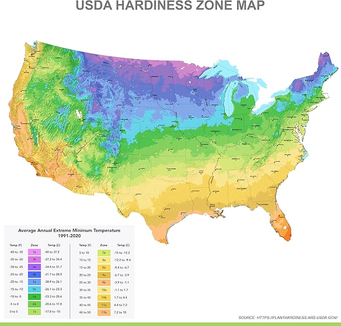 Garden State Bulb Triumph Verandi Tulip Flower Bulbs, 12/+ cm, Fall Planting (Bag of 50)