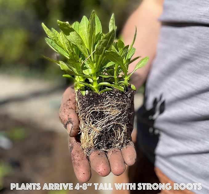 16 Outdoor Native Plants for Full Sun & Wet Ground – Includes Brown-Eyed Susan, Golden Alexanders, Smooth Penstemon & Great Blue Lobelia – Not Seeds – 4–8” Tall on Arrival – Easy to Grow Perennials