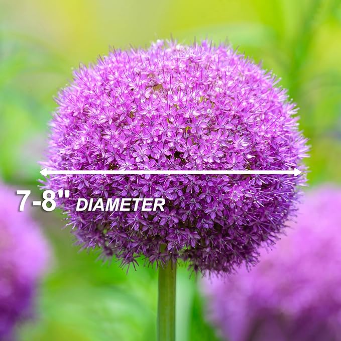 Garden State Bulb Gladiator Allium Flower Bulbs, 18cm, Fall Planting (Bag of 20)