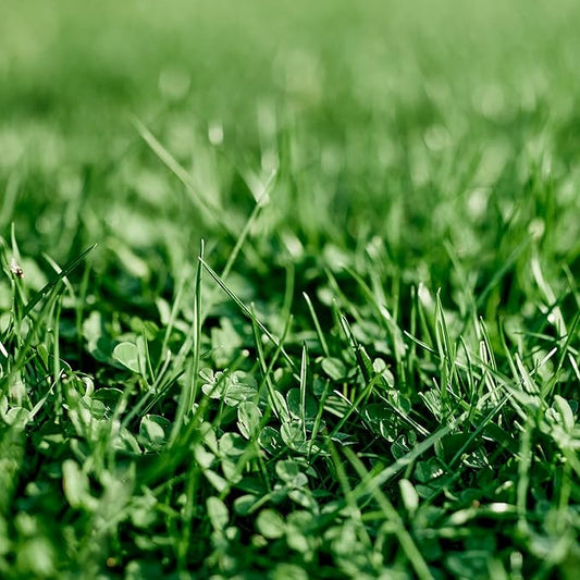 Ferry-Morse EcoEase Microclover and Fescue Low Maintenance Ground Cover Grass Seed Mix, 1lb