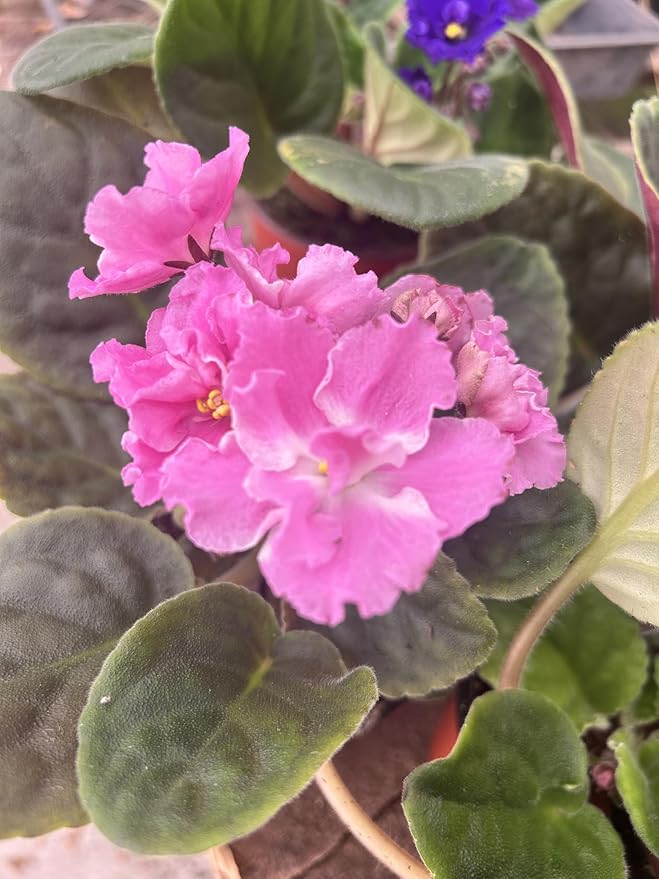 Four African Violet Plants-World's Best Blooming House Plant