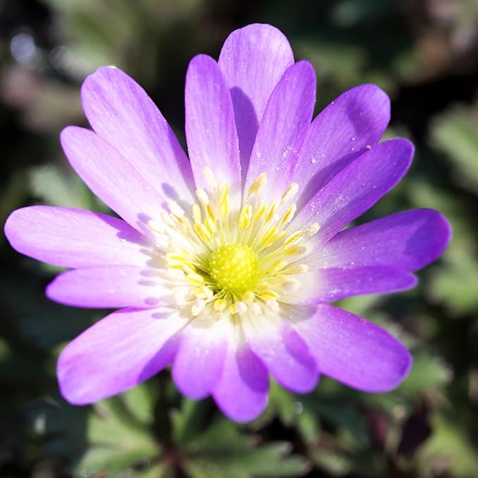 Easy to Grow Anemone Blanda Pink Shades - 20 Plant Bulbs, Pink Flowers in Spring Garden Full Sun