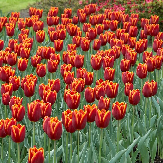 Garden State Bulb Triumph Verandi Tulip Flower Bulbs, 12/+ cm, Fall Planting (Bag of 50)