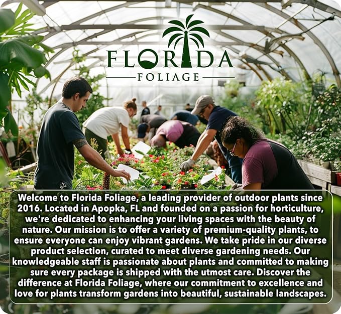 Frosty Fire Dianthus - 20 Live Plants - Dianthus Allwoodii - Fragrant Cold Hardy Groundcover