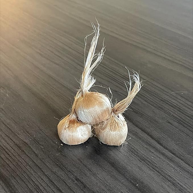 Saffron Crocus Flower Bulbs - Huge Bulbs, 9/10cm Each! Grow The World's Most Expensive Spice - Saffron Bulbs - Crocus Sativus (50)