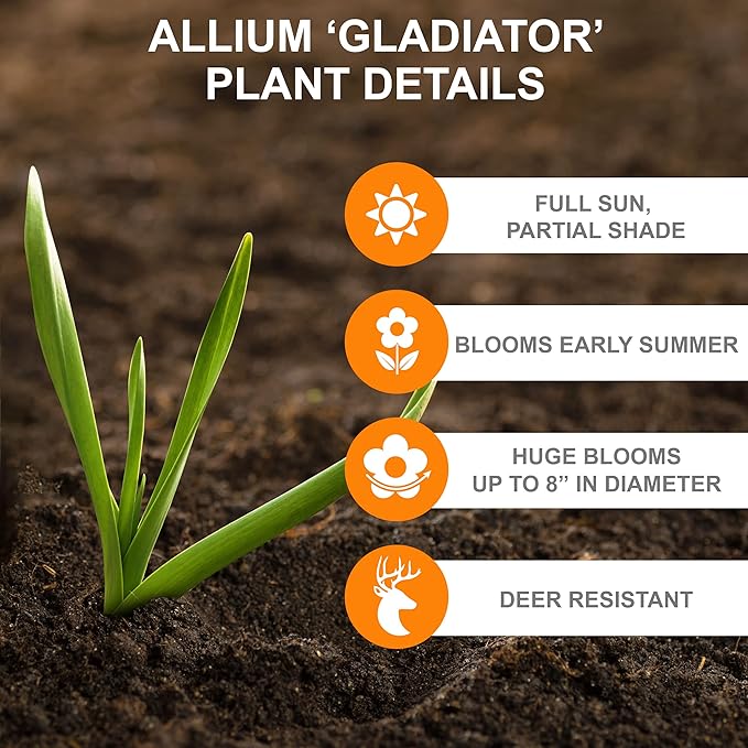 Garden State Bulb Gladiator Allium Flower Bulbs, 18cm, Fall Planting (Bag of 20)