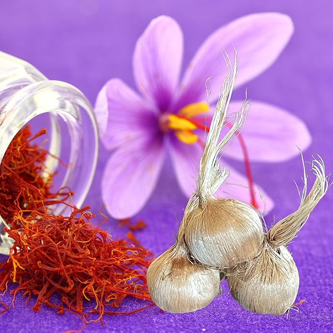 Saffron Crocus Flower Bulbs - Huge Bulbs, 9/10cm Each! Grow The World's Most Expensive Spice - Saffron Bulbs - Crocus Sativus (10)