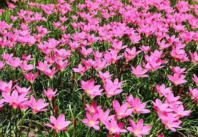 Zephyranthes Grandiflora Pink Rain Lily Bulbs for Planting - Perennial Lily Flowering Bulbs | Bloom Multiple Times - Easy to Grow (10 Pack)