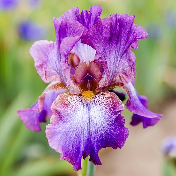 Easy to Grow Bearded Iris Wine Festival - 9 Plant Bulbs Rhizomes, Bright Purple & White Flowers in Spring to Fall, Full Sun Low Maintenance