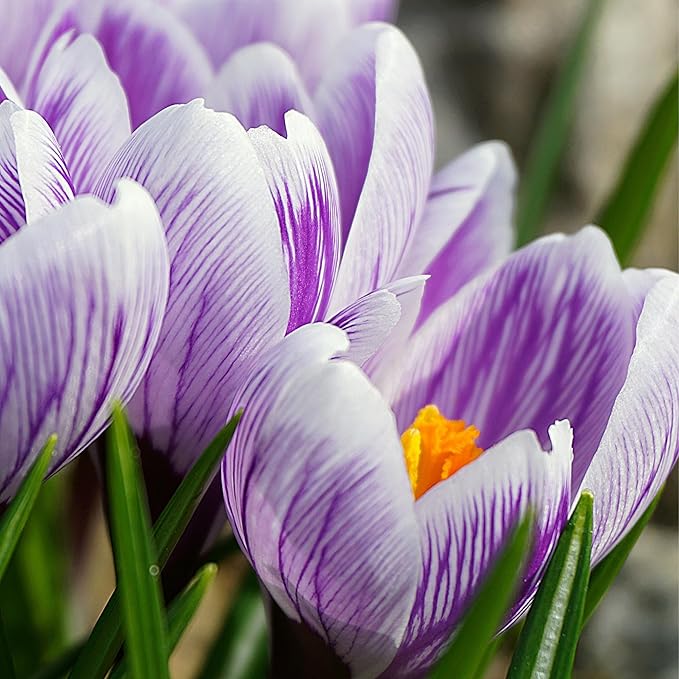 Saffron Crocus Flower Bulbs - Huge Bulbs, 9/10cm Each! Grow The World's Most Expensive Spice - Saffron Bulbs - Crocus Sativus (5)