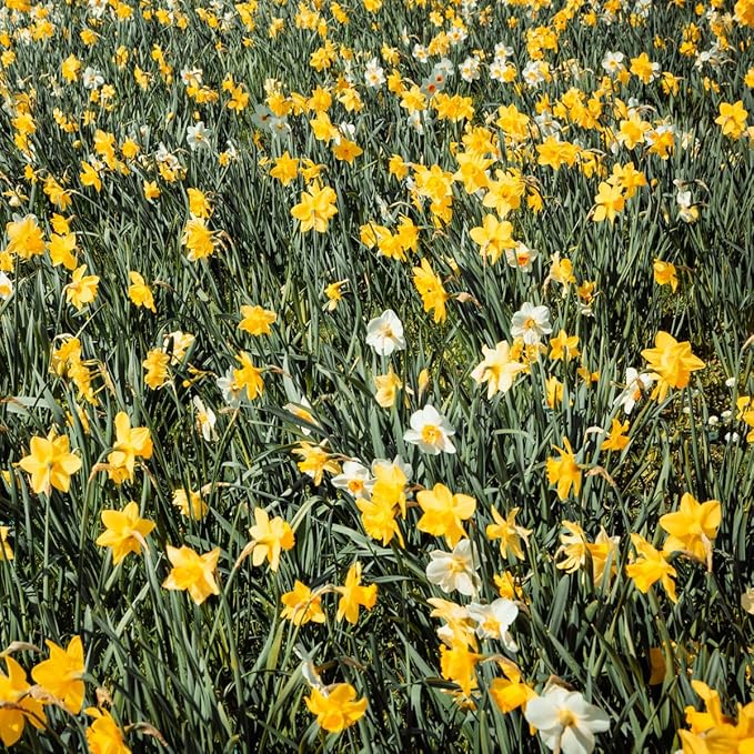 50 Mixed Daffodil Bulbs – Naturalizing Narcissus Variety Pack – Bulk of Spring-Blooming Flowers – Deer Resistant & Cold Hardy – Easy Fall Planting - Plant in Gardens, Borders & Beds - Willard & May
