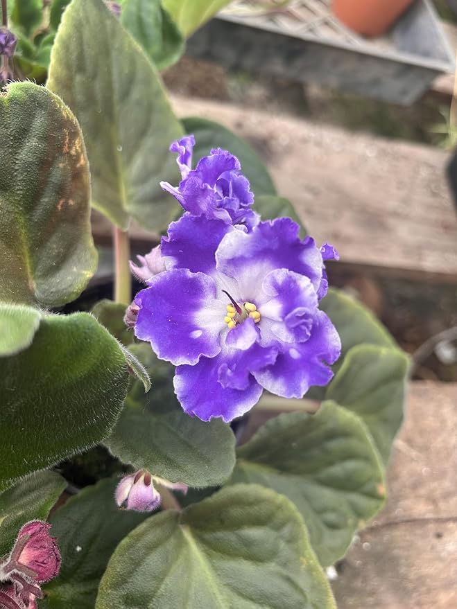 Four African Violet Plants-World's Best Blooming House Plant