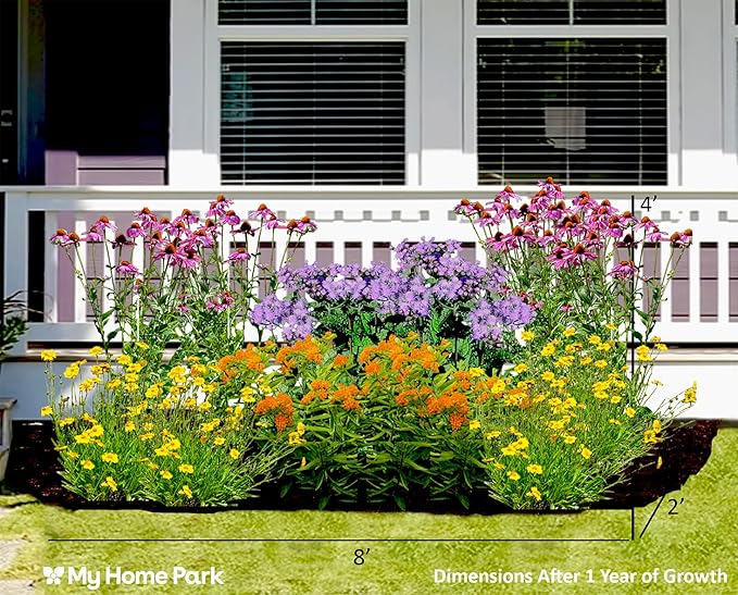 16 Live Outdoor Native Plants for Full Sun from My Home Park – Includes Aromatic Aster, Blue Mistflower, Butterfly Weed & Lanceleaf Coreopsis – Not Seeds – 4–8” Tall on Arrival – Easy to Grow