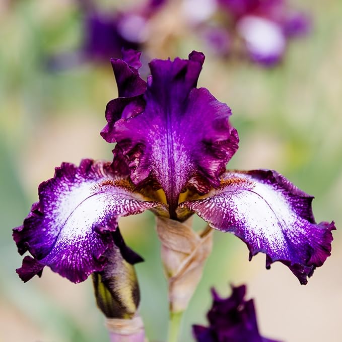 Easy to Grow Bearded Iris Tennison Ridge - 9 Plant Bulbs Rhizomes, Purple & White Flowers in Spring to Fall, Full Sun Low Maintenance
