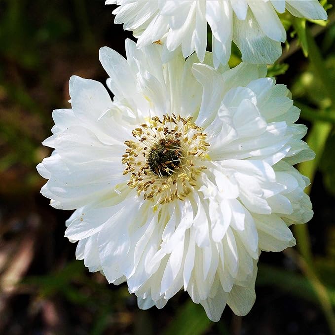 Easy to Grow Anemone Mount Everest - 20 Plant Bulbs, Double White Flowers in Spring Gardens Full Sun