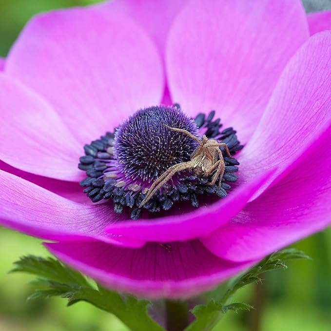 Easy to Grow Anemone Rosea - 20 Plant Bulbs, Bright Pink Flowers in Spring Full Sun