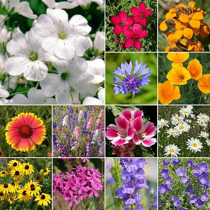 Ferry-Morse Rocky Mountain Mix Bulk Wildflower Seeds, 1lb