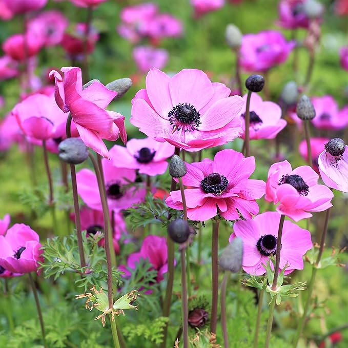 Easy to Grow Anemone Rosea - 20 Plant Bulbs, Bright Pink Flowers in Spring Full Sun