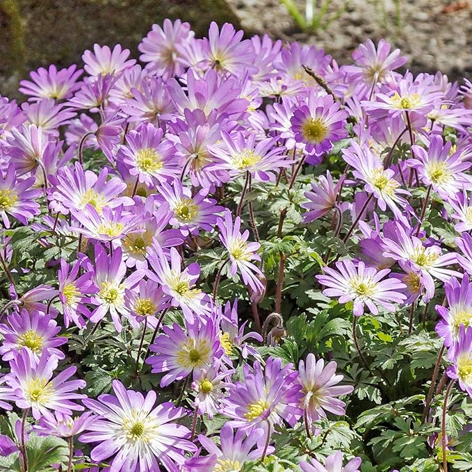 Easy to Grow Anemone Blanda Pink Shades - 20 Plant Bulbs, Pink Flowers in Spring Garden Full Sun