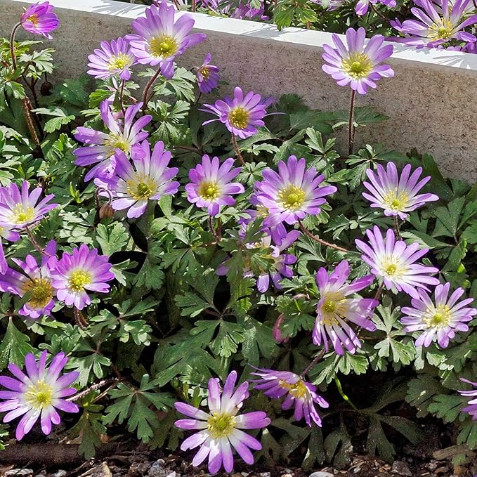 Easy to Grow Anemone Blanda Pink Shades - 20 Plant Bulbs, Pink Flowers in Spring Garden Full Sun