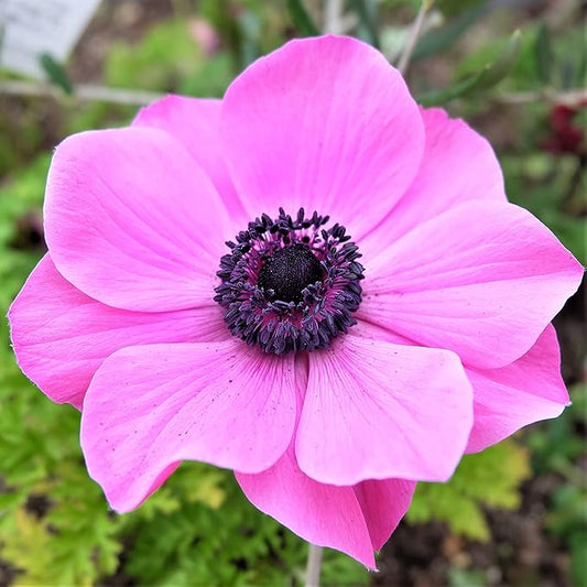 Easy to Grow Anemone Rosea - 20 Plant Bulbs, Bright Pink Flowers in Spring Full Sun
