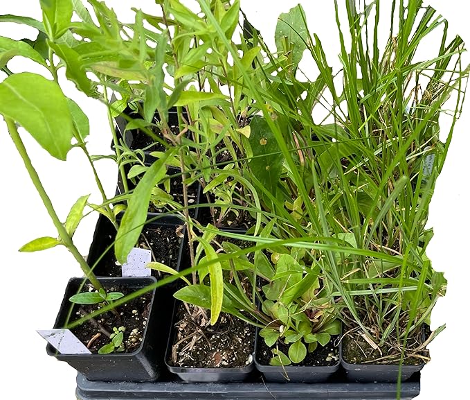 16 Outdoor Native Plants for Full Sun to Support Monarch Butterflies – Includes Common Milkweed, Lanceleaf Coreopsis, Blue Mistflower & Calico Aster – Not Seeds – 4–8” Tall on Arrival – Easy to Grow