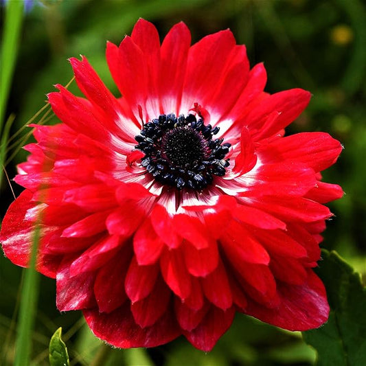 Easy to Grow Anemone The Governor - 20 Plant Bulbs, Bright Double Red Flowers in Spring Gardens Full Sun