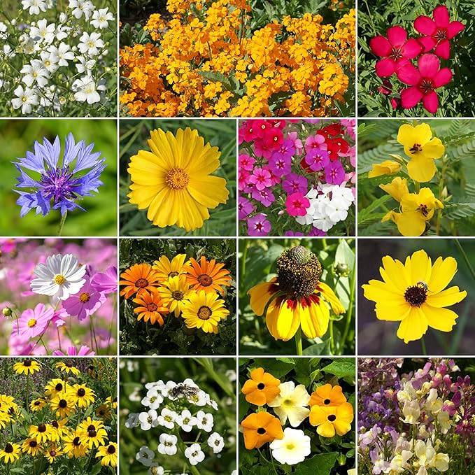 Ferry-Morse Gulf Coast-Caribbean Mix Bulk Wildflower Seeds, 1lb