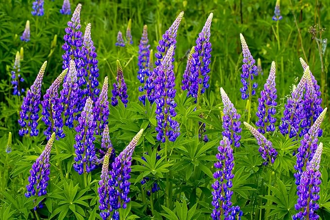 Seeds Blue Lupine King Canute Giant Tall Perennial Flowers Non GMO