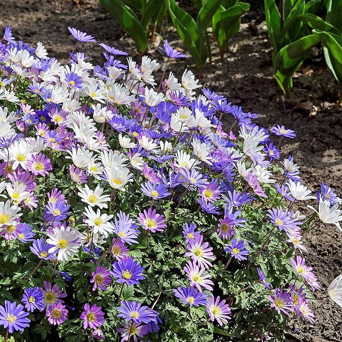 Easy to Grow Anemone Blanda Flutter Mix - 60 Plant Bulbs, Colorful Blue, Pink, & White Flowers in Spring Gardens, Full to Partial Sun