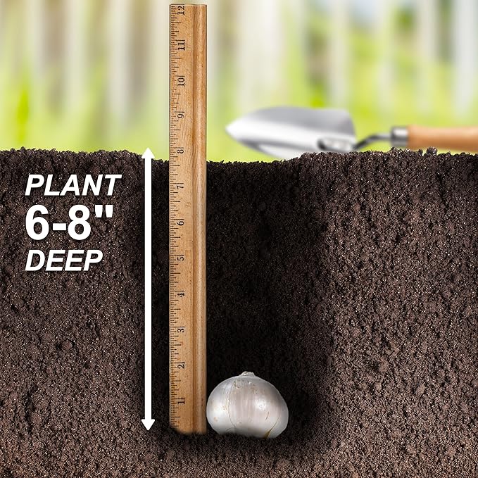 Garden State Bulb Gladiator Allium Flower Bulbs, 18cm, Fall Planting (Bag of 10)