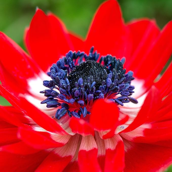 Easy to Grow Anemone The Governor - 20 Plant Bulbs, Bright Double Red Flowers in Spring Gardens Full Sun