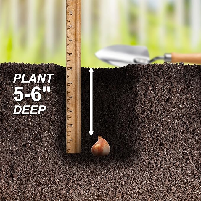 Garden State Bulb Triumph Verandi Tulip Flower Bulbs, 12/+ cm, Fall Planting (Bag of 50)